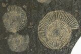 Dactylioceras Ammonite Cluster - Posidonia Shale, Germany #242675-1